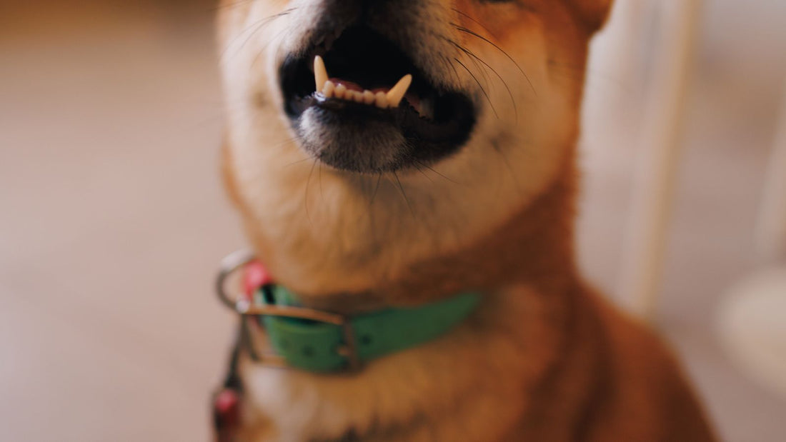 Ritratto fotografico di un cane Shiba Inu, riferimento all'identità della criptovaluta SHIB