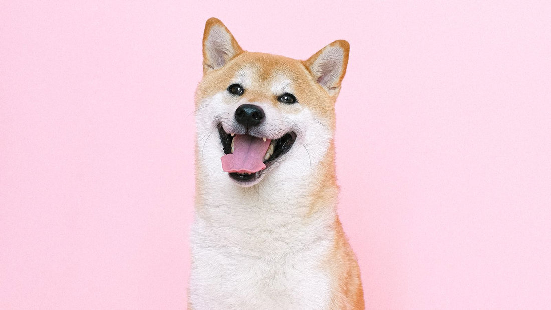Fotografia di un cane Shiba Inu, razza diventata simbolo della memecoin SHIB