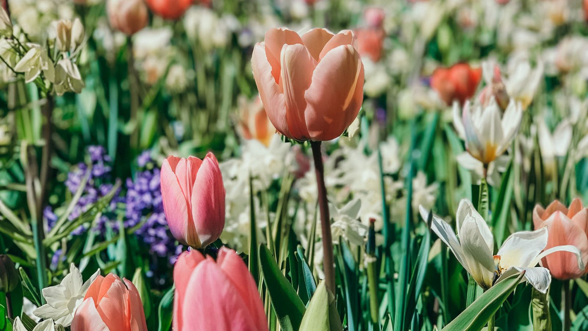 Tulipani nei Paesi Bassi, fotografia illustrativa della storica bolla dei tulipani